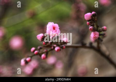 Erleben Sie die bezaubernde Schönheit der zarten rosa Blumen, die auf einem Baum blühen, umarmt von der warmen Umarmung des Sonnenlichts im Freien Stockfoto