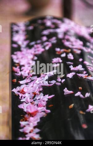 Erleben Sie die bezaubernde Schönheit der zarten rosa Blumen, die auf einem Baum blühen, umarmt von der warmen Umarmung des Sonnenlichts im Freien Stockfoto