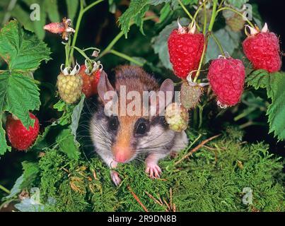 Garden Dormouse (Eliomys quercinus) in einem Garten bei Nacht, auf der Suche nach Himbeeren. Deutschland Stockfoto