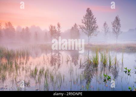 Nebel bildet sich im herbstlichen Hochmoor nahe Les Ponts-de-Martel in einem rosafarbenen Morgenhimmel. Canton NeuchÃ¢tel, Schweiz. Birkenbäume spiegeln sich im Wasser Stockfoto