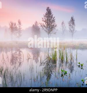 Nebel bildet sich im herbstlichen Hochmoor nahe Les Ponts-de-Martel in einem rosafarbenen Morgenhimmel. Canton NeuchÃ¢tel, Schweiz. Birkenbäume spiegeln sich im Wasser Stockfoto