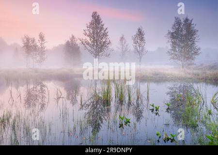 Nebel bildet sich im herbstlichen Hochmoor nahe Les Ponts-de-Martel in einem rosafarbenen Morgenhimmel. Canton NeuchÃ¢tel, Schweiz. Birkenbäume spiegeln sich im Wasser Stockfoto