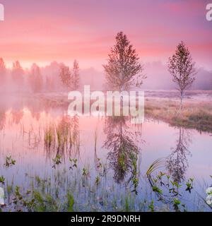 Nebel bildet sich im herbstlichen Hochmoor nahe Les Ponts-de-Martel in einem rosafarbenen Morgenhimmel. Canton NeuchÃ¢tel, Schweiz. Birkenbäume spiegeln sich im Wasser Stockfoto