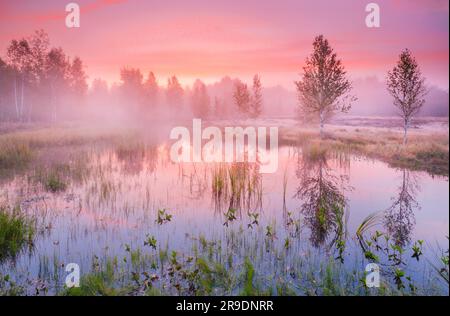 Nebel bildet sich im herbstlichen Hochmoor nahe Les Ponts-de-Martel in einem rosafarbenen Morgenhimmel. Canton NeuchÃ¢tel, Schweiz. Birkenbäume spiegeln sich im Wasser Stockfoto