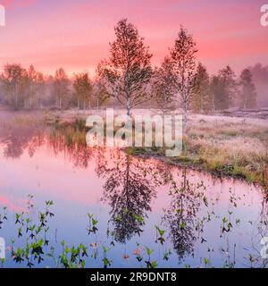 Nebel bildet sich im herbstlichen Hochmoor nahe Les Ponts-de-Martel in einem rosafarbenen Morgenhimmel. Canton NeuchÃ¢tel, Schweiz. Birkenbäume spiegeln sich im Wasser Stockfoto