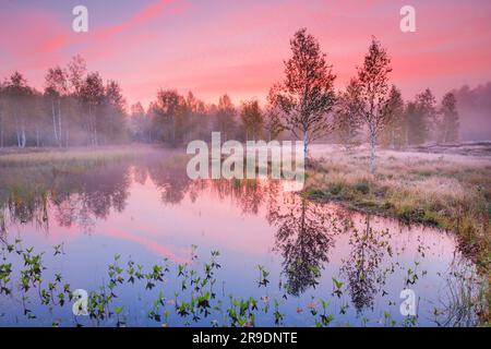 Nebel bildet sich im herbstlichen Hochmoor nahe Les Ponts-de-Martel in einem rosafarbenen Morgenhimmel. Canton NeuchÃ¢tel, Schweiz. Birkenbäume spiegeln sich im Wasser Stockfoto