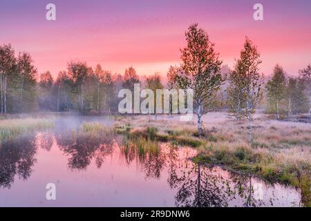 Nebel bildet sich im herbstlichen Hochmoor nahe Les Ponts-de-Martel in einem rosafarbenen Morgenhimmel. Canton NeuchÃ¢tel, Schweiz. Birkenbäume spiegeln sich im Wasser Stockfoto