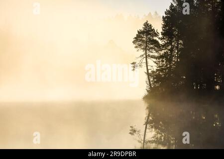 Kiefern und Wald, die bei Sonnenaufgang von Nebel über dem Moorland-See Etang de la GruÃ¨im Kanton Jura, Schweiz, umgeben sind Stockfoto