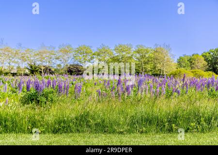 Ein farbenfrohes Feld blühender Lupinen in southampton Stockfoto