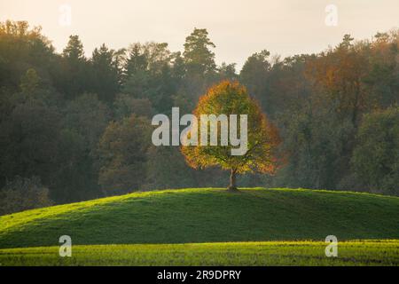 Einfacher Limettenbaum (Tilia sp.) Auf einem Hügel im Herbst nahe Oetwil am See im Züricher Oberland, Schweiz Stockfoto