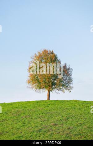 Einfacher Limettenbaum (Tilia sp.) Auf einem Hügel im Herbst nahe Oetwil am See im Züricher Oberland, Schweiz Stockfoto