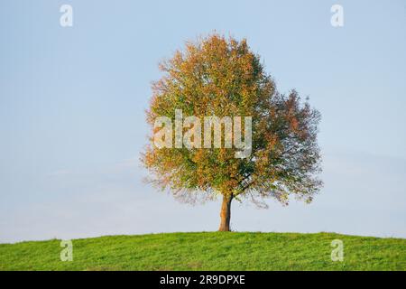 Einfacher Limettenbaum (Tilia sp.) Auf einem Hügel im Herbst nahe Oetwil am See im Züricher Oberland, Schweiz Stockfoto