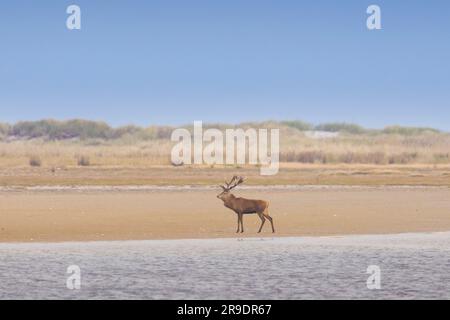 Rotwild (Cervus elaphus). Einzelner Hirsch an einem Ostseestrand. Nationalpark Lagunenregion Westpommern, Mecklenburg-Vorpommern, Deutschland Stockfoto