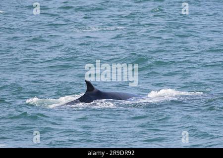 Nördlicher Zwergwal (Balaenoptera acutorostrata) an der Wasseroberfläche. Svalbard, Norwegen Stockfoto