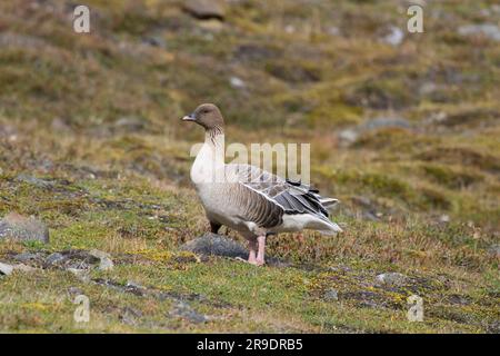 Rosa-Fuß-Gans (Anser brachyrhynchus) stehende Tundra-Vegetation. Spitzbergen Stockfoto