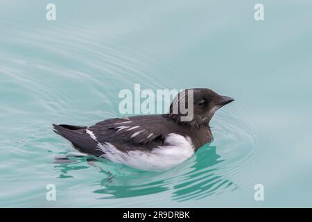 Little Auk (Alle) schwimmt auf dem Meer nahe Svalbard Stockfoto