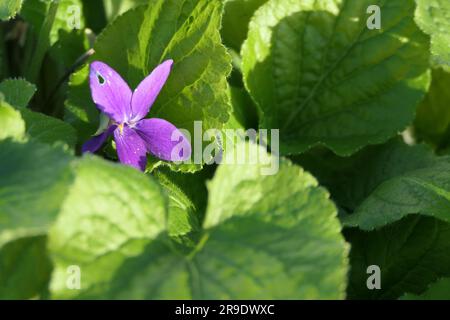 Nahaufnahme der Blume und der Blätter der Viola labradorica (einheimisches Violett) mit essbaren Blumen und Samenschoten. Stockfoto