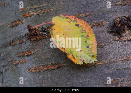 Gean, Mazzard, Wilde Kirsche (Prunus avium). Herbstfarbenes Blatt auf Rinde. Deutschland Stockfoto