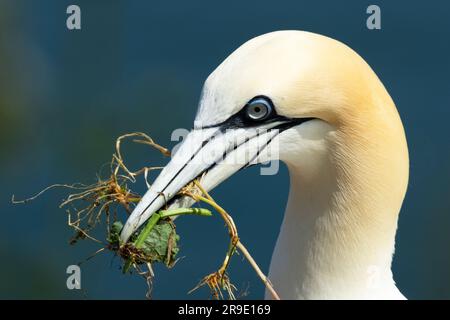 Das RSPB Reserve at Bempton Cliffs ist die einzige Nistkolonie auf dem englischen Festland für diese spektakulären Seevögel. Dieser Gannet sammelt Gras Stockfoto