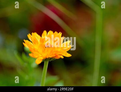 Einzelne gelb/orange Calendula-Blüte (Calendula officinalis) Stockfoto