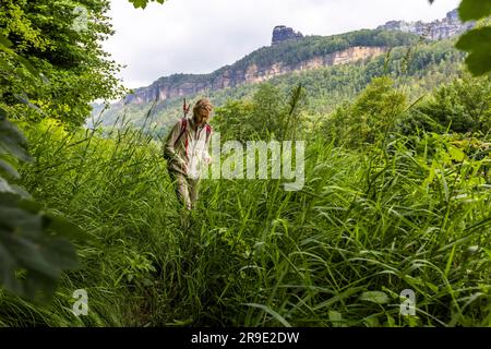 Farn- und Felsformationen auf dem Caspar-David-Friedrich-Wanderweg bei Krippen an der Elbe. Bad Schandau, Deutschland Stockfoto