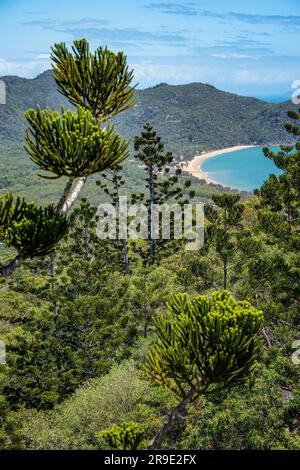 Kiefern und Blick in Richtung Florence Bay, Magnetic Island, Townsville, Queensland, Australien Stockfoto