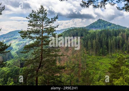 Kiefer und Berghang auf dem Wanderweg Caspar David Friedrich. Die Kiefer war ein Motiv, das der Maler in sein Skizzenbuch übertrug. Blick über die böhmische Schweiz bei Krippen, Deutschland Stockfoto