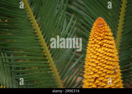 Sagopalme (Cycas Revoluta) in naher, detaillierter Ansicht Stockfoto