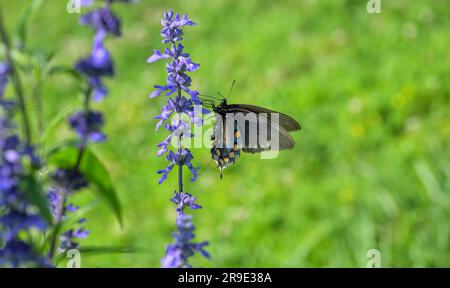 Pipevine Schwalbenschwanz-Schmetterling, der sich auf lila Salvia-Blumen mit grünem Frühlingshintergrund ernährt Stockfoto