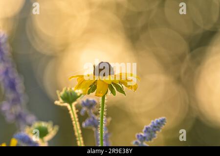 Schwarze Susan-Blume mit Hintergrundbeleuchtung von der späten Frühlingssonne am Abend mit einigen lila Salbei-Blüten Stockfoto