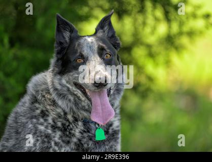 Schwarz-weißer Texas Heeler-Hund, der auf den Zuschauer blickt, mit tiefem Frühlingsgrün als Hintergrund Stockfoto