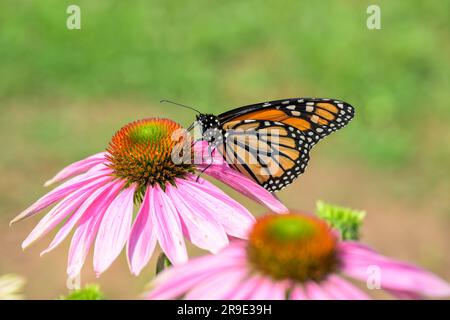 Brillanter Monarch-Schmetterling auf einem Purple Coneflower, der Nektar bekommt und ihn bestäubt; mit grünem Frühlingshintergrund Stockfoto