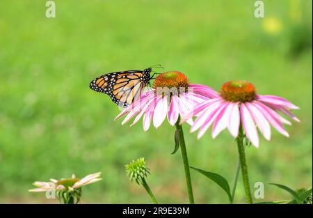 Monarch Butterfly füttert sich auf einem lilafarbenen Coneflower vor grünem Frühlingshintergrund, mit Kopierraum und Freiraum für verschiedene Kompositionen Stockfoto