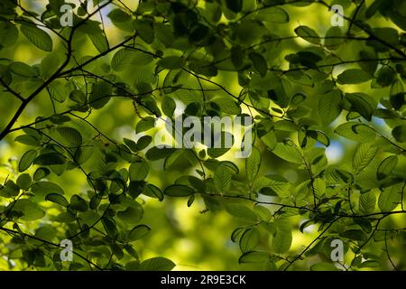 Nahaufnahme von Blättern in einem Baum bietet natürlichen Hintergrund und Kopierraum. Stockfoto