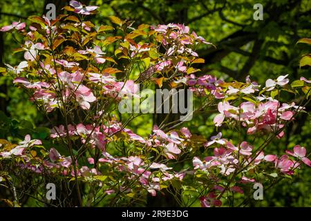 Nahaufnahme eines in voller Blüte erleuchteten Hundeholzbaums in einem Wald im Cuyahoga Valley National Park Stockfoto