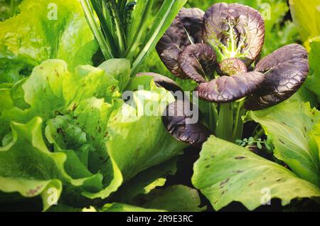 Gemüse, das in einem städtischen Gemüsegarten wächst. Stockfoto