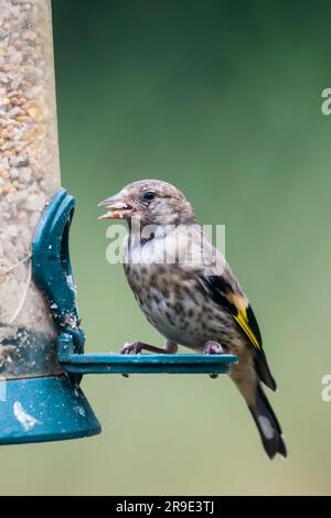 Junger Goldfink, Carduelis carduelis, auf einer Vogelzucht. Stockfoto