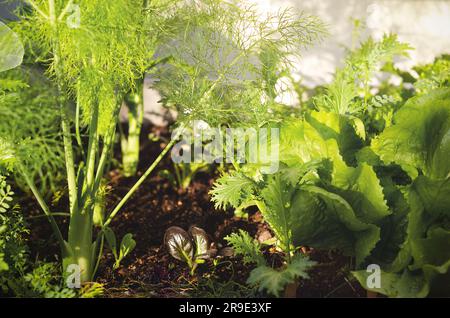 Gemüse, das in einem städtischen Gemüsegarten wächst. Stockfoto