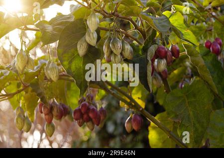 Einige Tamarillos wachsen in der Pflanze. Stockfoto