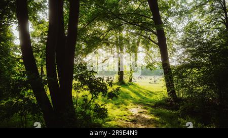 Ein gewundener Pfad durch einen üppigen, grünen Wald, der zu einem offenen, sonnenbeleuchteten Feld führt. Stockfoto