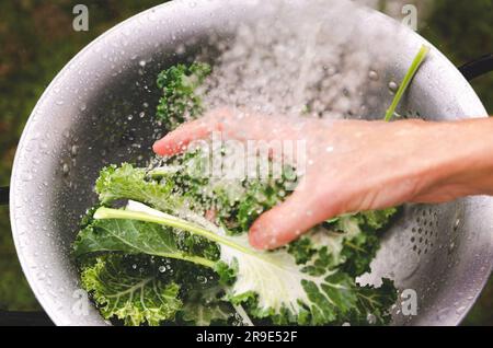Eine Hand wäscht weiße und grüne Grünkohl-Blätter in einem Sieb. Stockfoto