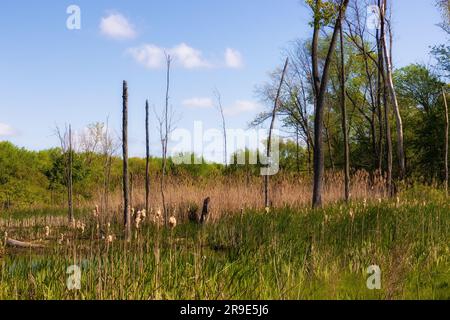 Sehenswürdigkeiten entlang des Towpath Trail, wo Maultiere Boote ziehen, die Güter und Menschen auf dem Ohio # Erie Canal hinauf und hinunter transportieren. Stockfoto