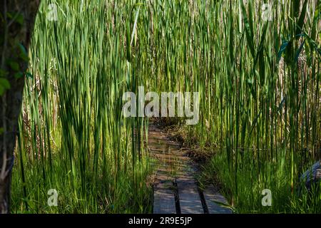 Sehenswürdigkeiten entlang des Towpath Trail, wo Maultiere Boote ziehen, die Güter und Menschen auf dem Ohio # Erie Canal hinauf und hinunter transportieren. Stockfoto