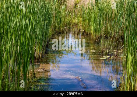 Sehenswürdigkeiten entlang des Towpath Trail, wo Maultiere Boote ziehen, die Güter und Menschen auf dem Ohio # Erie Canal hinauf und hinunter transportieren. Stockfoto