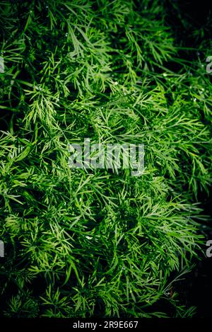 Dill. Kräuter im Frühling. Dill (Anethum graveolens) ist ein jährliches Kraut in der Selleriegruppe Apiaceae. Stockfoto