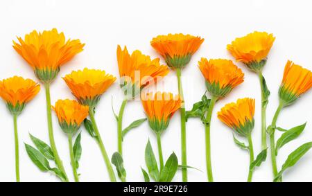 Ein Haufen orangener Calendula auf weißem Hintergrund. Stockfoto