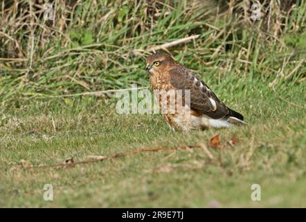 Eccles-on-Sea, Norfolk, Vereinigtes Königreich. Oktober Stockfoto