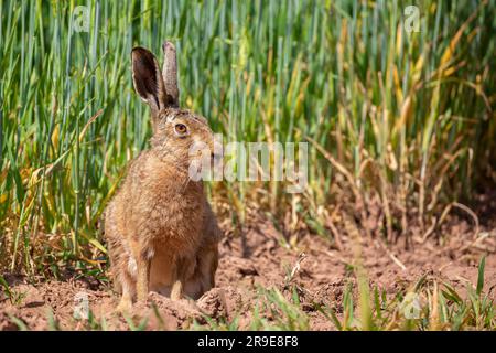 Nahaufnahme eines wilden britischen Braunhasen (Lepus europaeus), der an einem Sommertag auf einem Ackerfeld zwischen der wachsenden Ernte isoliert sitzt. Stockfoto