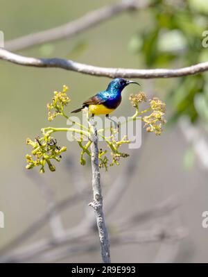 Der Gelbbbauchvogel oder variable Sunbird zieht bei der Suche nach Blumen, Bäumen und Sträuchern saisonale Wanderungen durch. Stockfoto