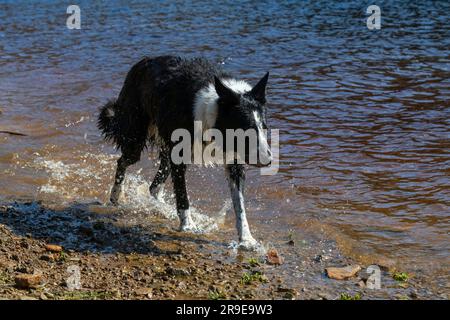 Eine schwarz-weiße Collie, die Spaß im Wasser eines Sees in der Frühlingssonne genießt Stockfoto